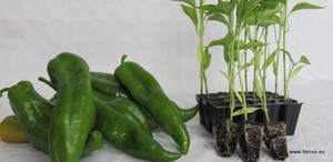 Plantel por docenas en Ferivo