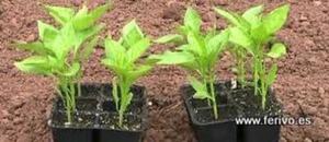 Plantel por docenas en Ferivo