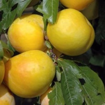 Ciruelo Golden Japan
