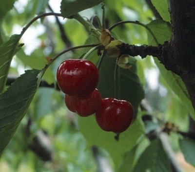 Cerezo Bing 