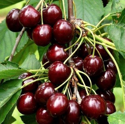 Garrafal toro Guindo