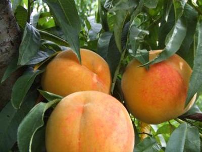 Melocotónero Baby Gold
