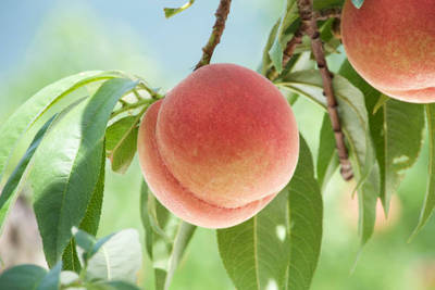 Melocotónero Alejandro Dumas