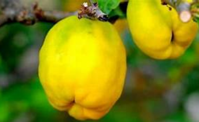 membrillero arbol frutal