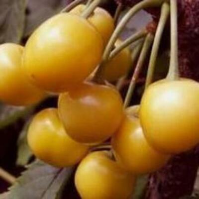 Cerezo blanca de provenza