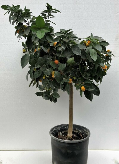 calamondin