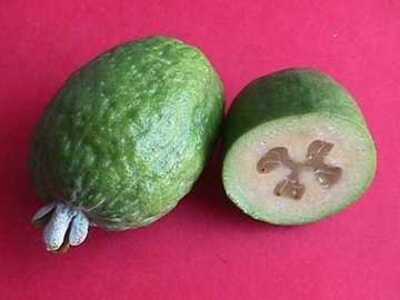 Feijoa 