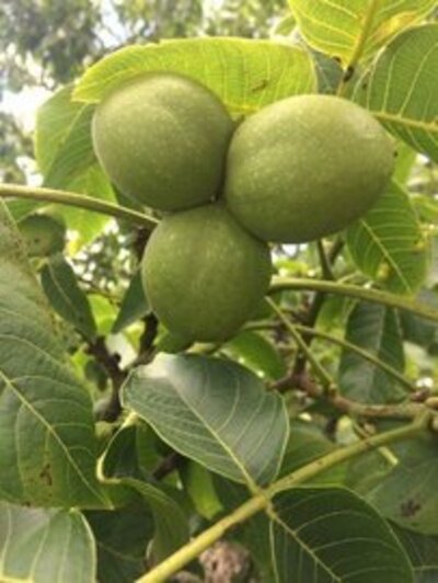 Nogal comun en cepellon