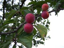 Ciruelo roja santa rosa