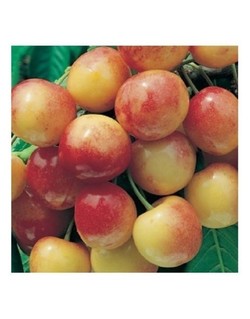 Cerezo Garrafal Napoleon