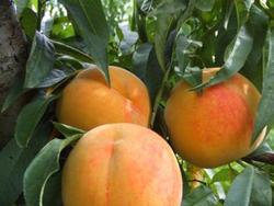 Melocotónero Baby Gold