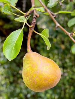Peral Blanquilla de Aranjuez