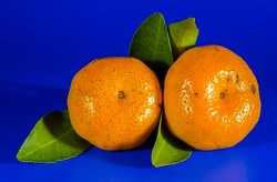 Mandarino (clementinas)
