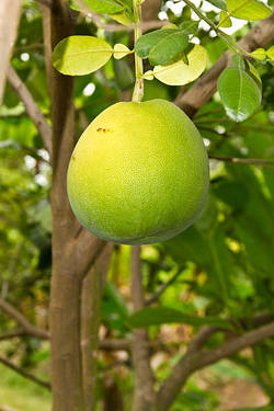 Pomelo