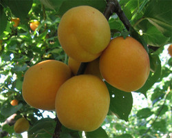 Melocotonero amarillo de agosto