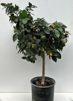 calamondin