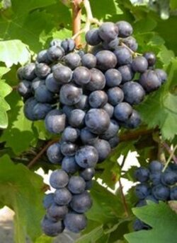 Moscatel de hamburgo