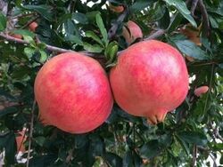 granado arbol frutal